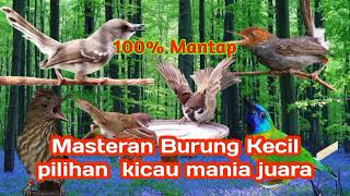 Download lagu Masteran Burung kecil full tembakan kasar dan panjang bikin juri langsung nenggok #masteranburung mp3