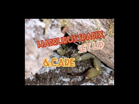 Škorpión čierny (Hadrurus spadix) — video o chove a starostlivosti