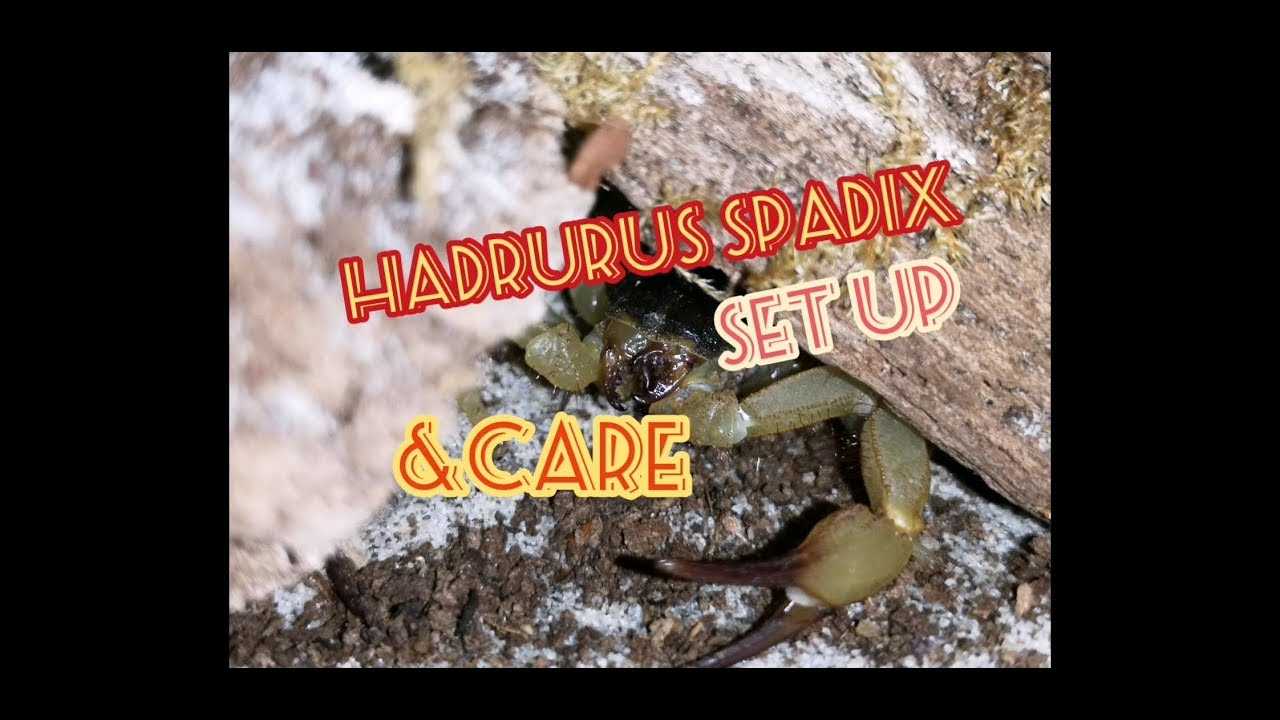 HADRURUS SPADIX - SETUP & CARE