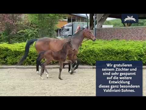 HF v. Valdiviani aus einer Mutter v. Fürst Fohlenhof - Sandro Classic