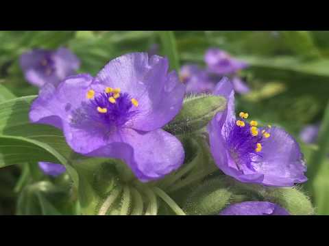 Native Plants - Prairie Spiderwort - June 2020