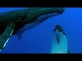 Two Beautiful Humpback Whales Dance Animal Attraction BBC Earth