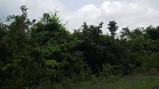 preview picture of video 'Beauty of Kaliapani Sukinda  Jungle...'