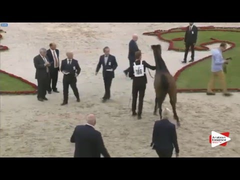 N.186 TF COLOURS - Sharjah 2016 - 7+ year old Stallions (Class 10)