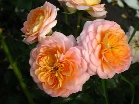 Роза Концерто (Concerto).
