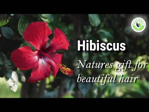 Swarnakshree 500ml Hibiscus Shampoo, Pack Size: 500ml