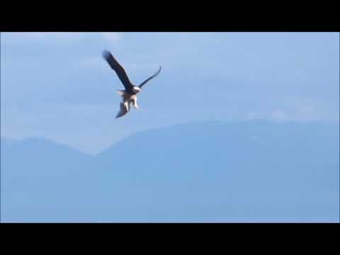 Eagle Dinner Mother nature Can be Cruel