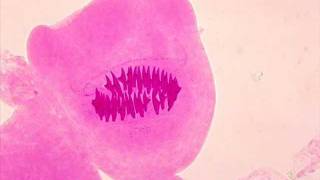 SWEET LORRAINE (1928) WRITTEN BY CLIFF BURWELL & MITCHELL PARISH.wmv