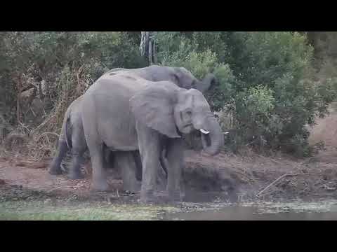 Djuma: Elephant herd scattered about - 17:30 - 04/28/21