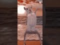 Rato Dançarino Ratonesparanoicos Dança Pets