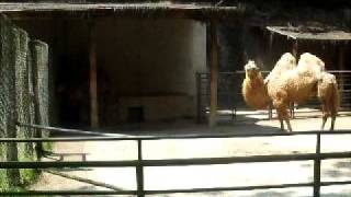 Zoologico SP Dromedario e Camelo.avi