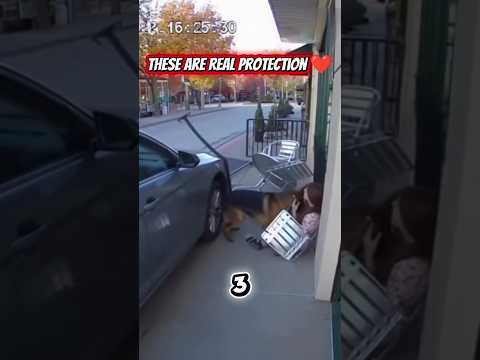 Real-Life Moments of Protection and Care 🛡️💖