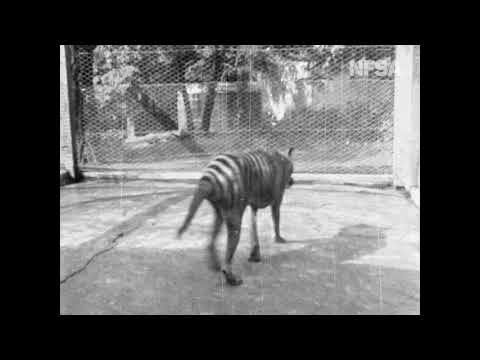 Thylacine - from Tasmania The Wonderland (1935)