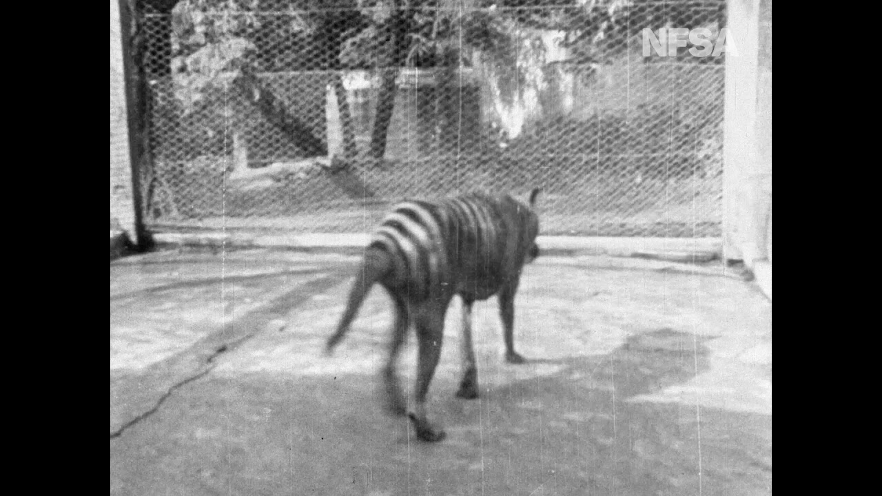 Thylacine - from Tasmania The Wonderland (1935) - YouTube