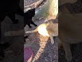 Cat Conflict Black Cat Bites Orange Tabby Shorts