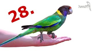 Twenty-eight Parrot