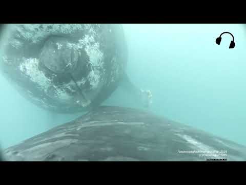 Обложка видео
