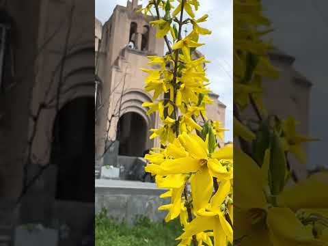 La catedral de San. Gregorio iluminador pascua 5 abril 2026 #armenia #flowers #nature