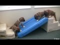 Cute 4 Week Old Boxer Puppies Playing 