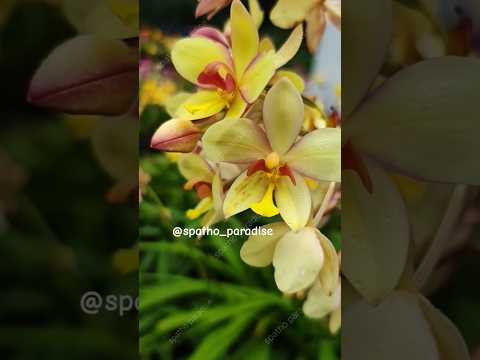 Rare collection  of Ground orchid 🤩 | 9605829647 | 200 + varieties |  #orchid