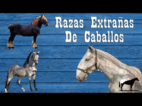 , title : '3 Extrañas Razas De Caballos Que NO Conocías 🐴-Del Cerro Soy'