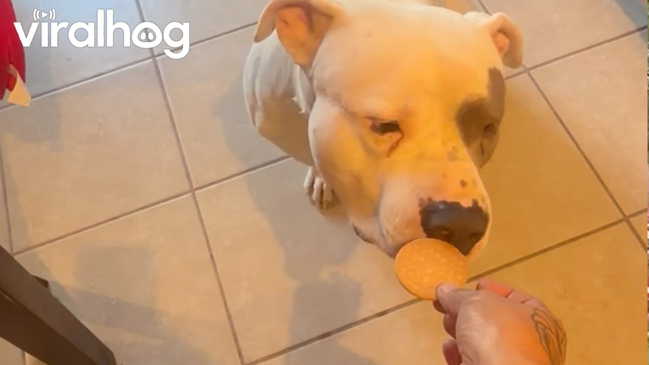 Picky Pup Likes His Crackers Dipped in Coffee || ViralHog