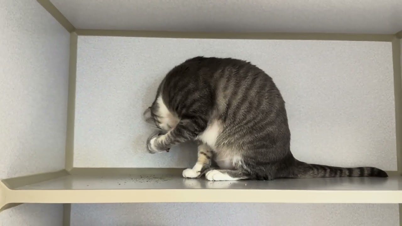 Pepper, a ADOPTABLE Domestic Short Hair in Winter Haven, FL video 6/6