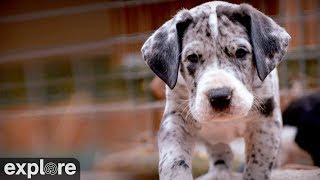 Great Danes - Service Dog