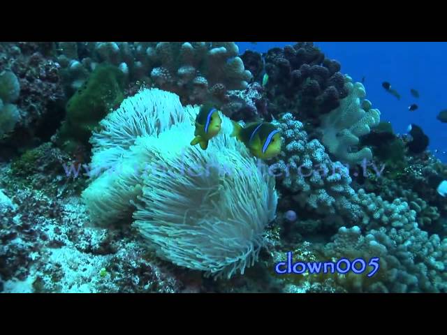 Royalty free stock footage : tropical fish Vol 2