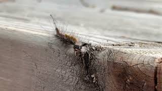 Beirut - Forks and Knives _ (Unofficial music video