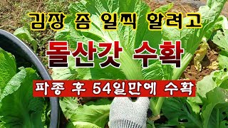 [텃밭농부 2,105]  일찌감치 김장 할려고 돌산갓을 수확 했습니다!
