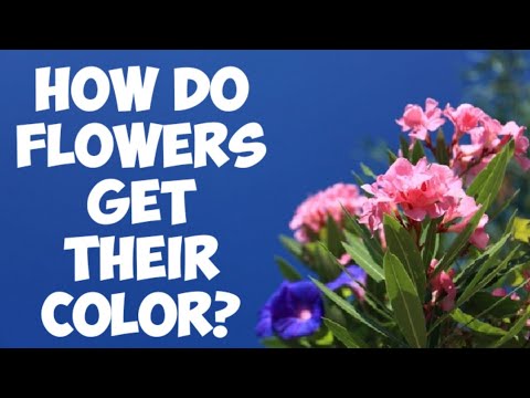 What causes flowers to have different colors?
