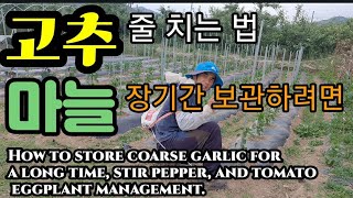 마늘 보관법ㆍ고추 줄치기ㆍ들깨ㆍ가지ㆍ토마토 How to store coarse garlic for a lon…