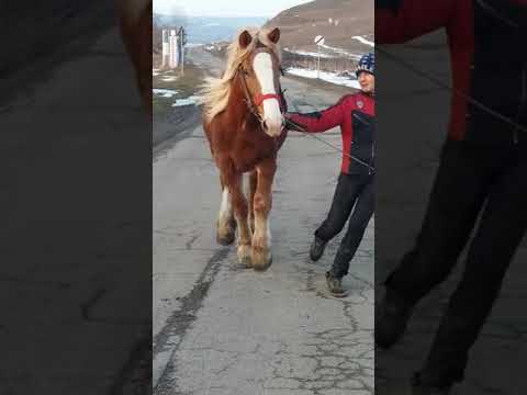 Manza semigrea💪💪