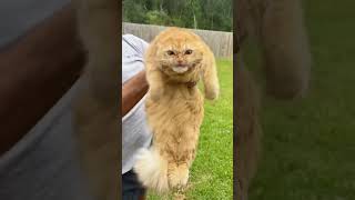 Download lagu Part 41  #funny #cat#MiniDrama mp3