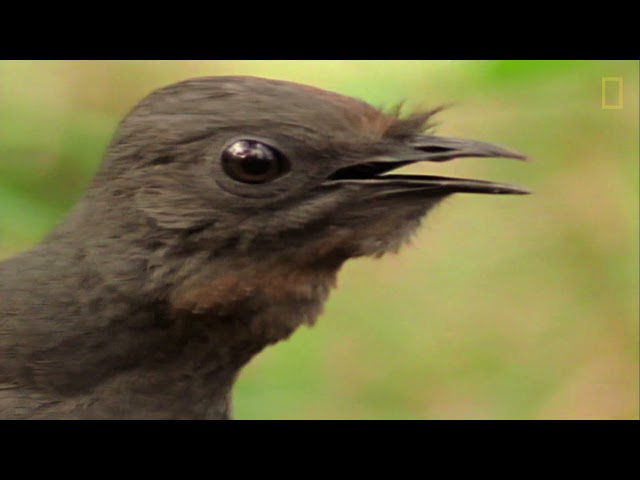 Vídeo relacionado con La sombra del pájaro lira: 1 (COL.BIBLIOTECA.BREVE)