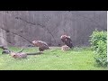 Vultures 7 8 19 At The DETROIT ZOO MICHIGAN