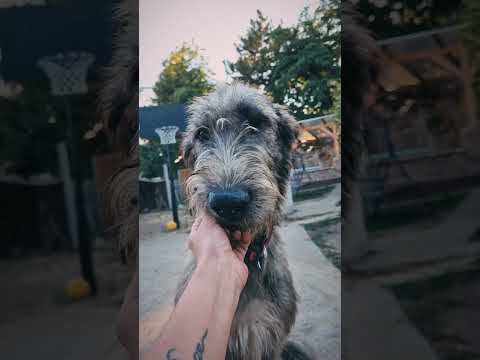 Irish Wolfhound puppy for sale
