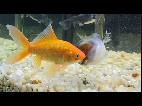 Moby Eats A Big Goldfish In One Gulp!