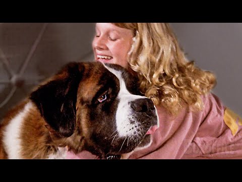 Beethoven gets scratches because he's a hero!