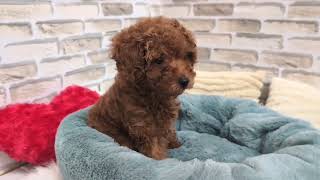 トイプードルの動画01