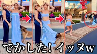 【面白ペット ハプニング】美しい飼い主達とペット達の面白映像パート2（イヌ・ネコ・うさぎ・ハムスターなど）|  Funny Dog & Cat  Compilation Part.2