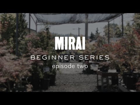 Bonsai Beginner Series - Cleaning Conifers