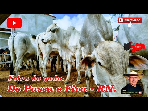FEIRA DO GADO DE PASSA E FICA - RN GADO POR MENOS DE 1000 $ REAIS. 