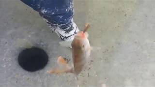 Рыбалка на котокеле зимой 2019