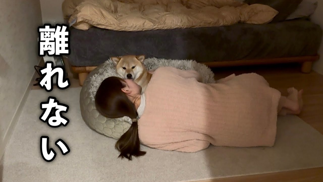 愛犬とふたり暮らし｜何も言わずいつもそばにいてくれる存在が尊すぎる