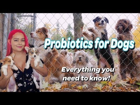 Probiotics for Dogs | Power to Your Pet Digestive Defense