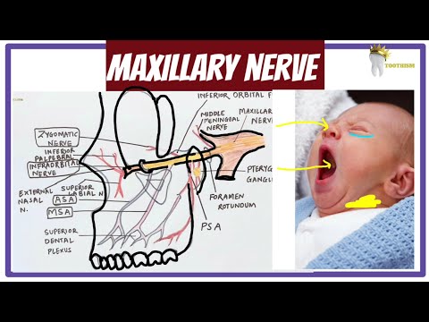 MAXILLARY NERVE AND ITS BRANCHES | Simple way to remember
