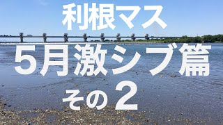 2019年激シブ利根マス終盤