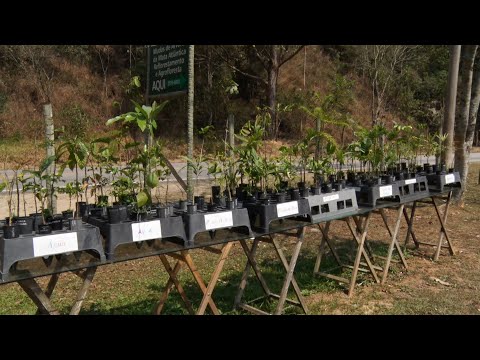 Viveiro em Nova Friburgo planta cerca de 250 espécies da Mata Atlântica